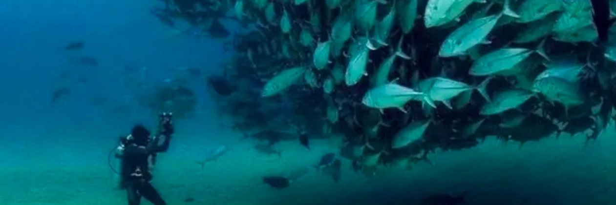 Stefan Marquis banner