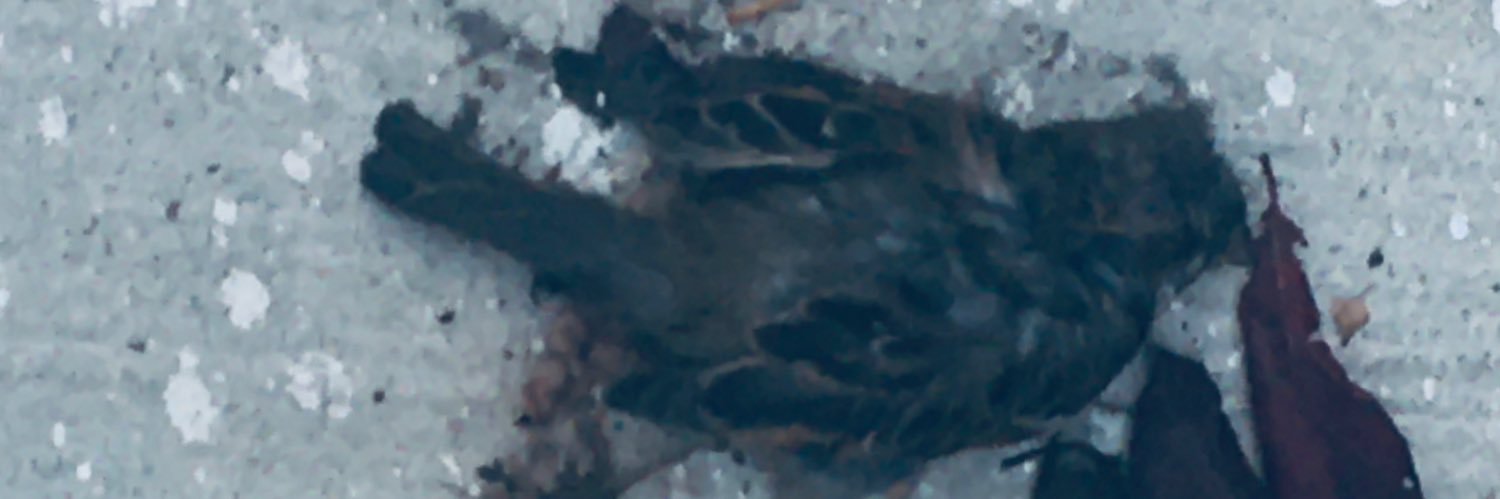 ☆ banner