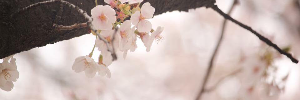 ♠kugkigz banner