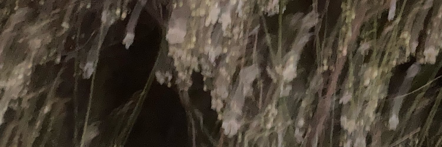 검은 여우 | 虹 banner