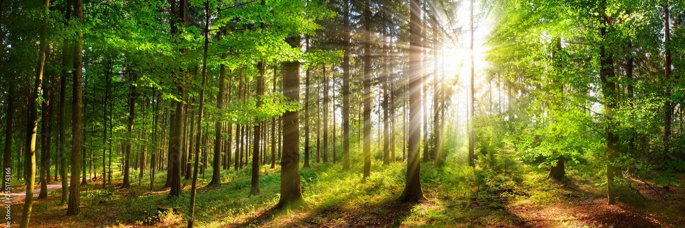 Kapitan Żbik banner