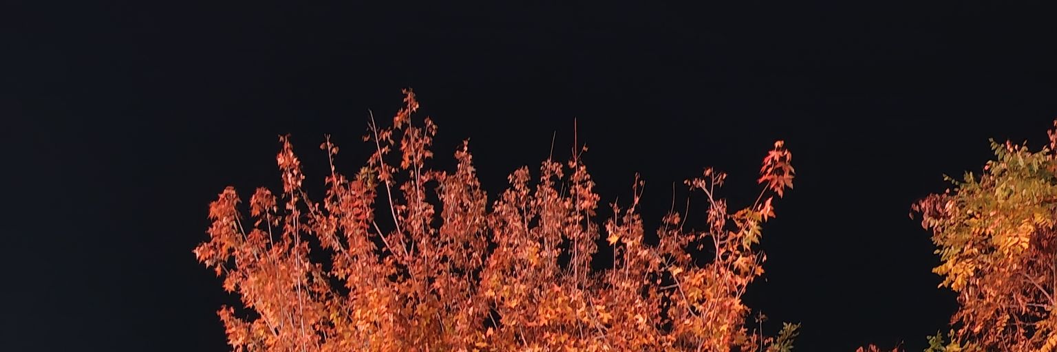 zhng171663's profile banner image