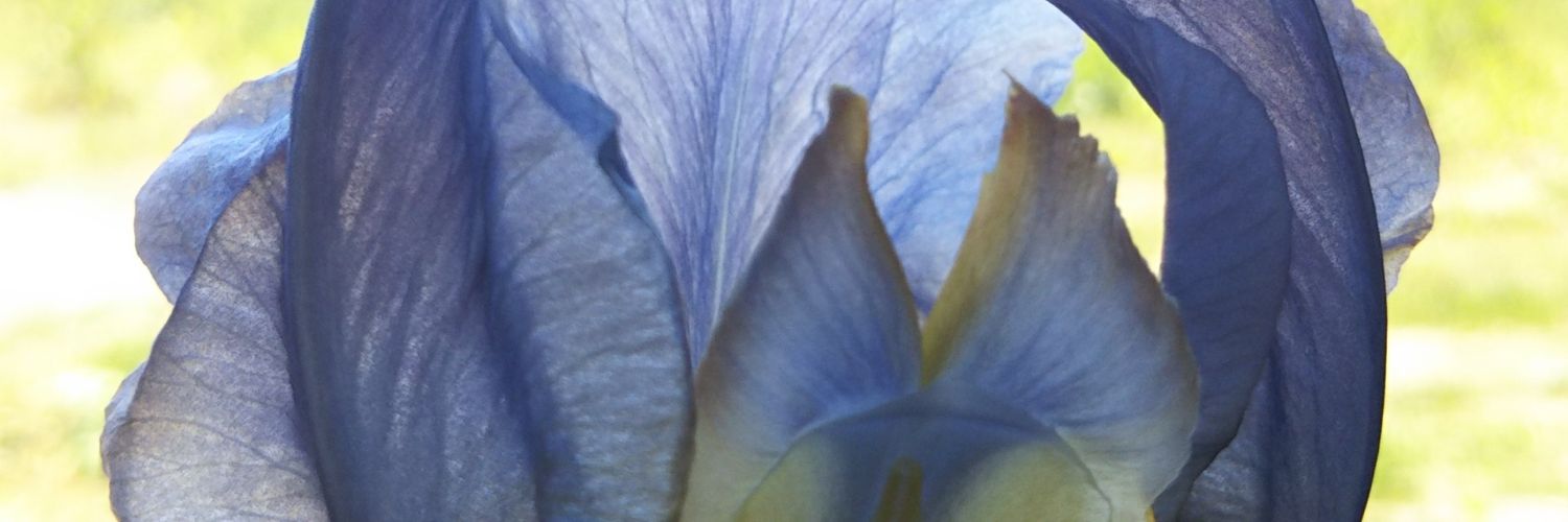 clematis_blue's profile banner image