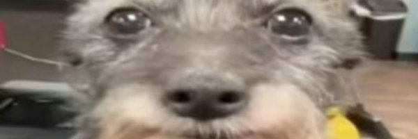 dylnraee Profile Banner