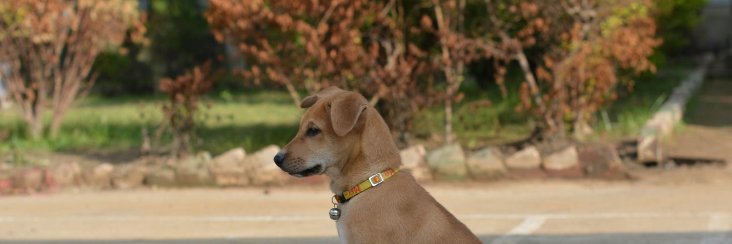 AniXaman's profile banner image
