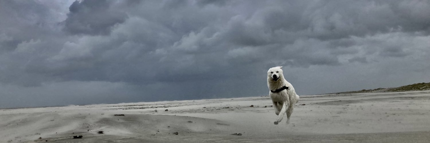 Heiligeboon's profile banner image