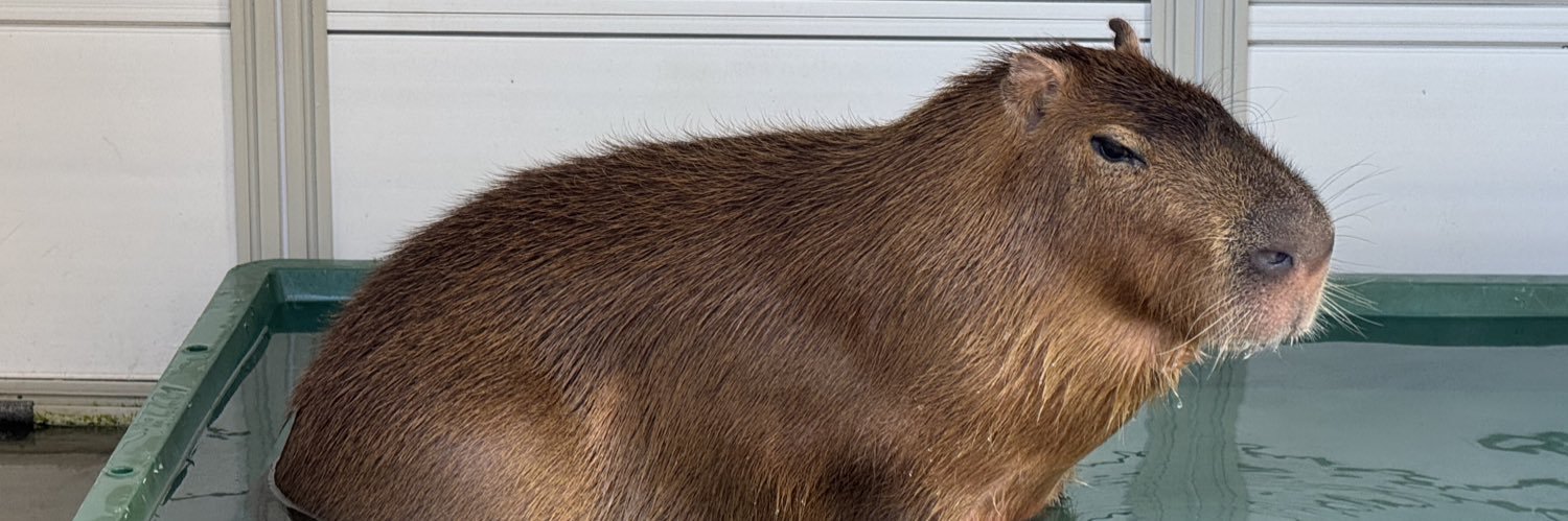 🅷🅰🅼30 【カピバラマロンちゃん飼育員】 banner