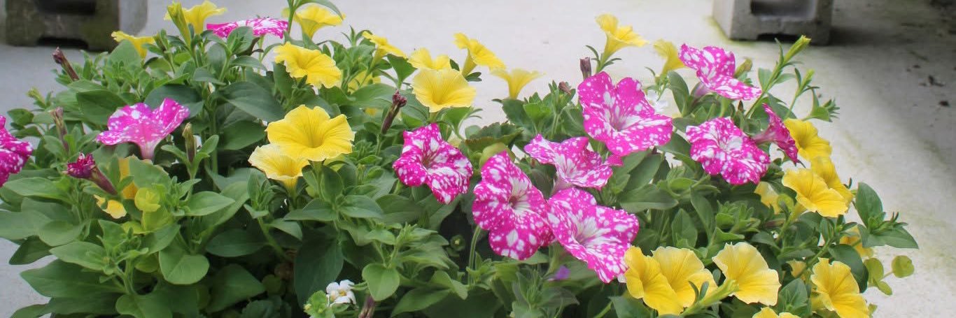 123murrey's profile banner image