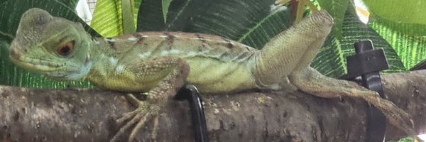 DragonK33p3r Profile Banner