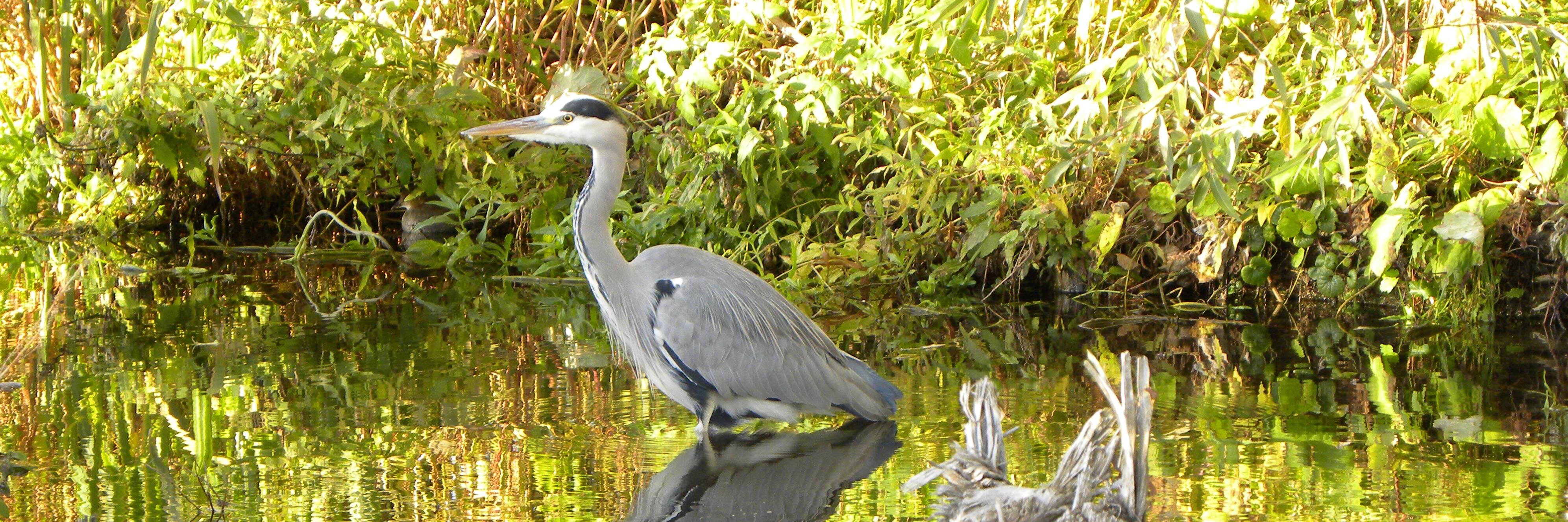 Repelsteeltje banner