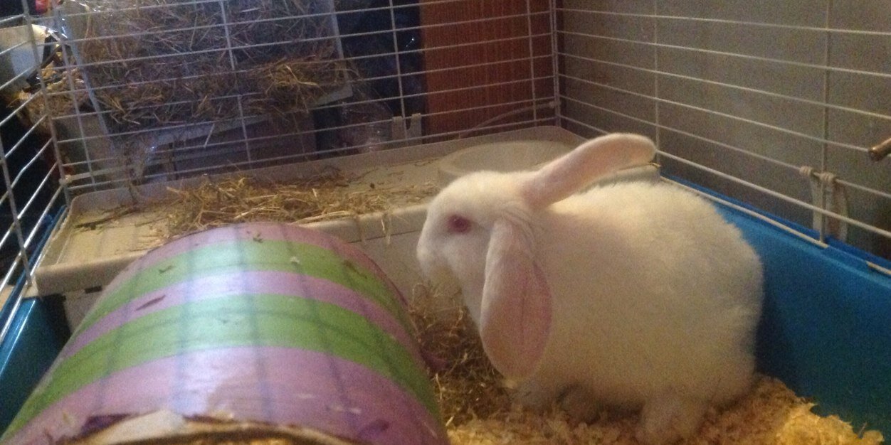 Tuey_Bun's profile banner image