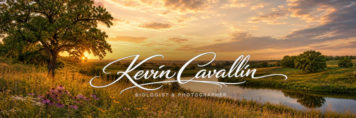 Kevin Cavallin banner