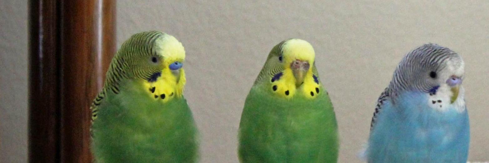 BBBudgie's profile banner image