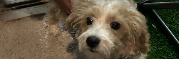 LuccaChiang Profile Banner