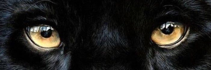Dannytobler's profile banner image