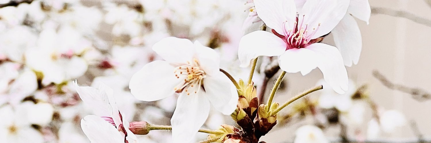 hikaru_dead's profile banner image