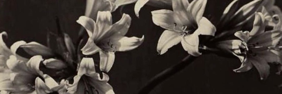 ⊹₊｡ꕤ˚₊⊹ banner