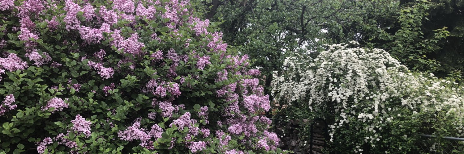 bevcarlson's profile banner image
