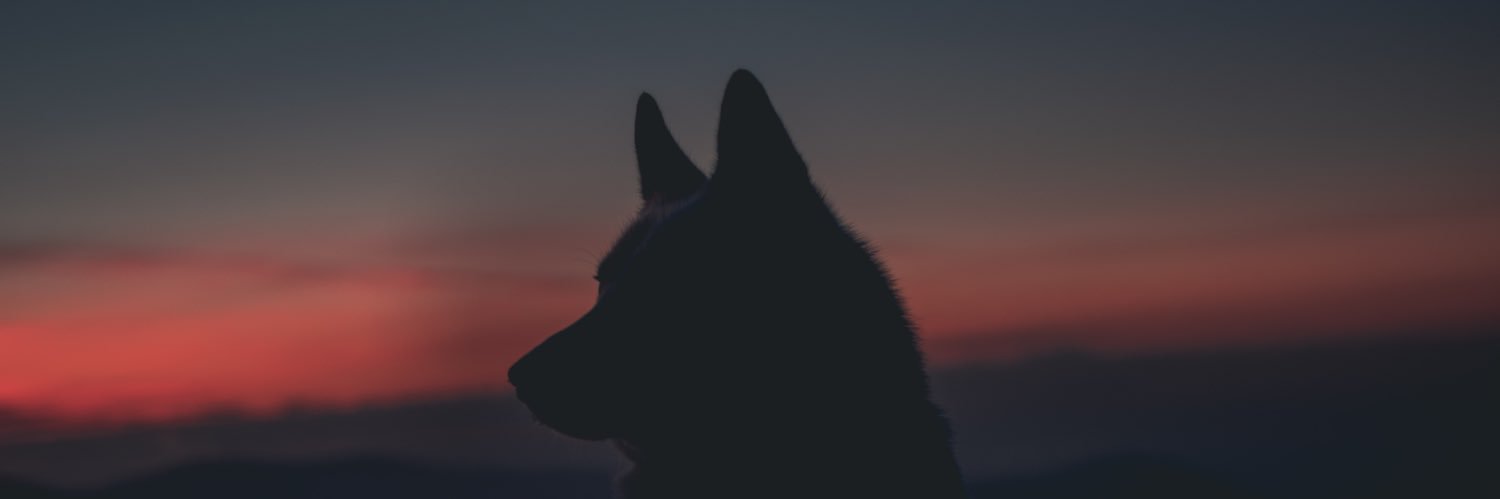 ikipet's profile banner image