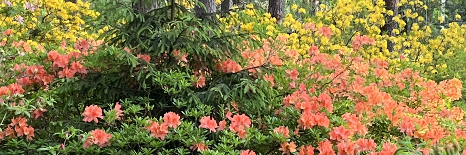 MaireLaitinen's profile banner image
