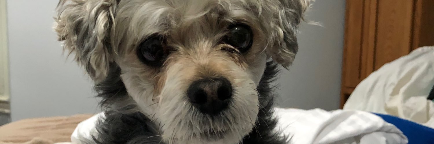 Vicki Averett banner