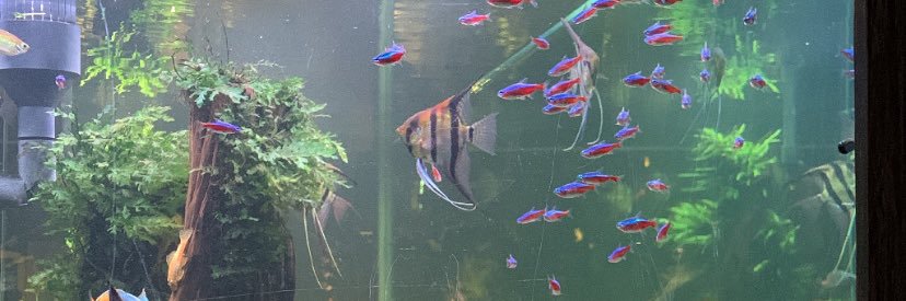N o h a a banner
