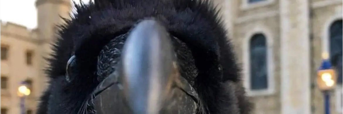 The Banananza banner