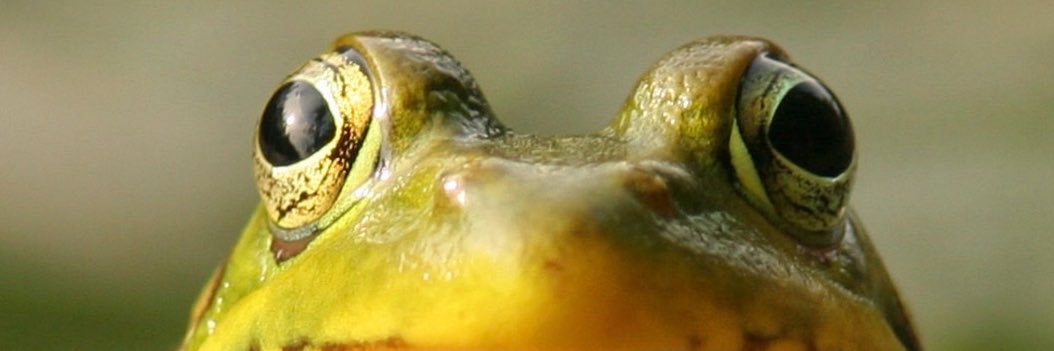 MbenguMbengu's profile banner image