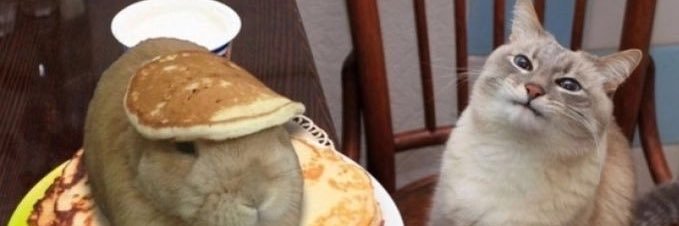 Meows Fortune banner