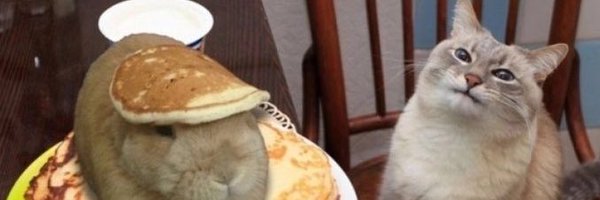MeowsFortune Profile Banner