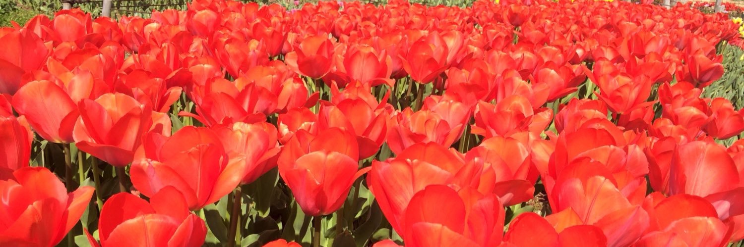 Harue_flower's profile banner image