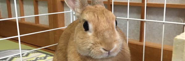 eryconan Profile Banner