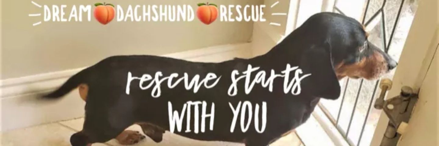 DREAM Rescue banner