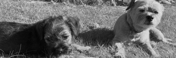BillyTheBorder Profile Banner