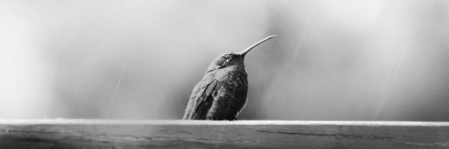 Laura N Pérez banner