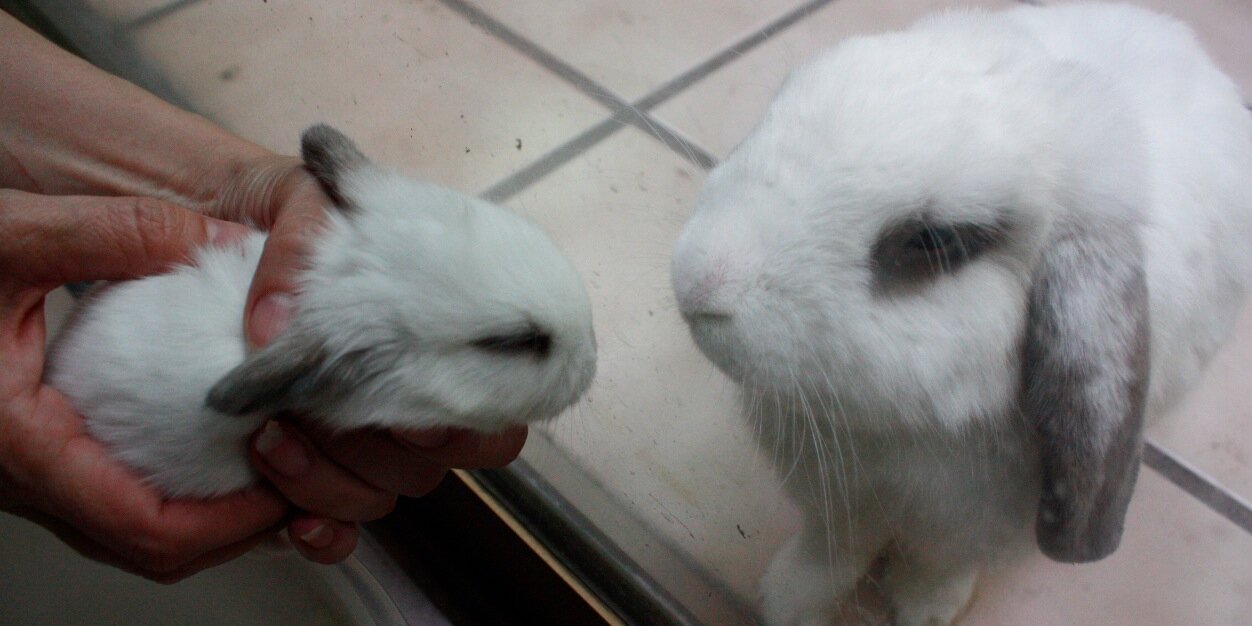 Maite Cortés banner