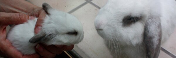 LittlePongida Profile Banner