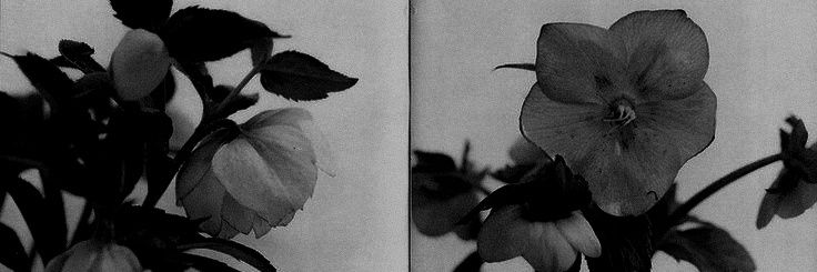 Esther. banner