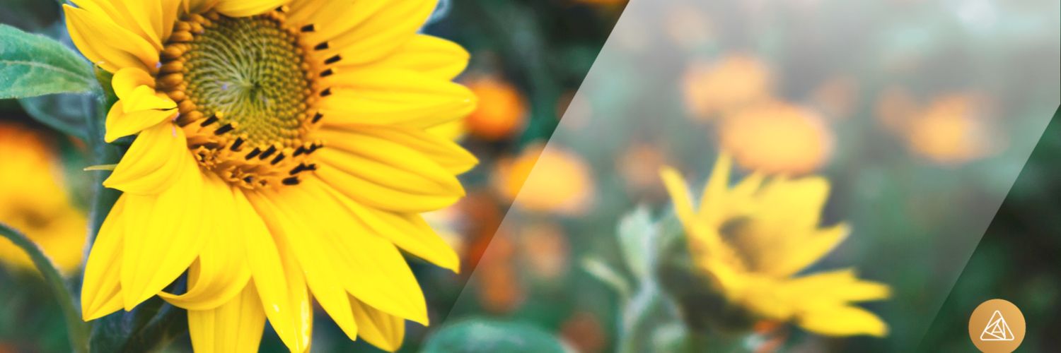 Mefi50's profile banner image