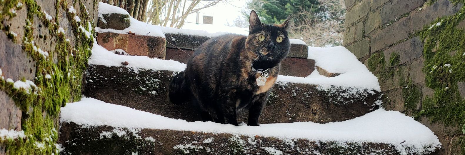 CuriousNat_'s profile banner image