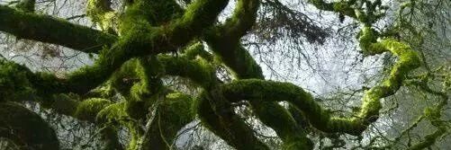 YolandaGlezM's profile banner image