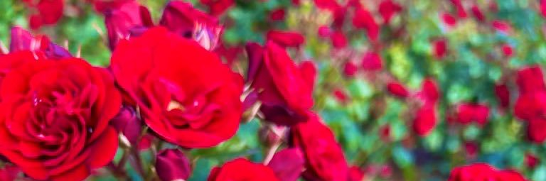 moru2_qn's profile banner image