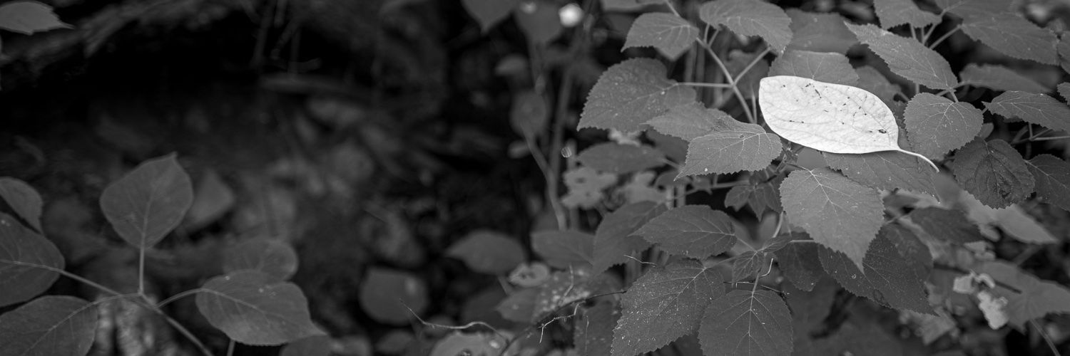 vasquez3's profile banner image