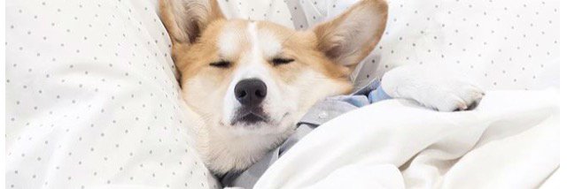 nuttepchy's profile banner image