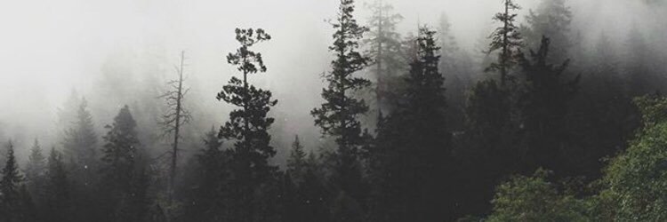 siestakween's profile banner image