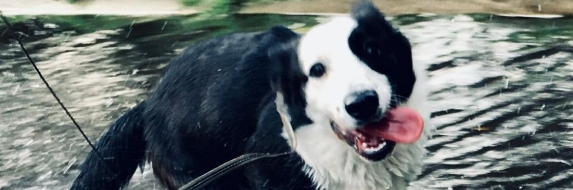 corgithread's profile banner image