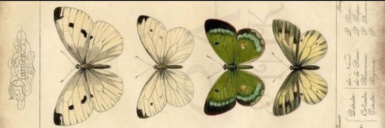 Anita banner
