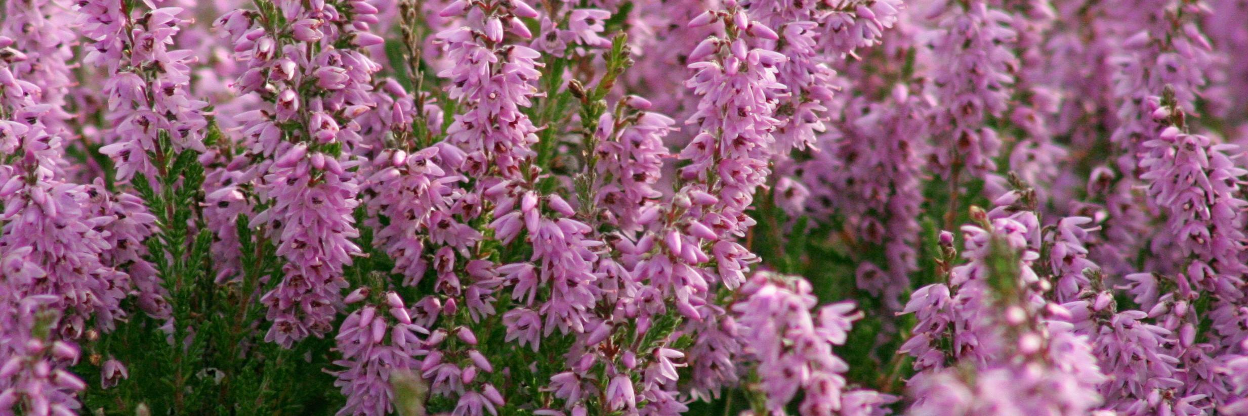 hshrews's profile banner image