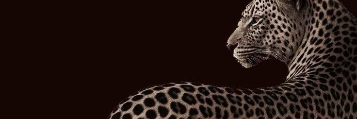 VEYA🐆 banner