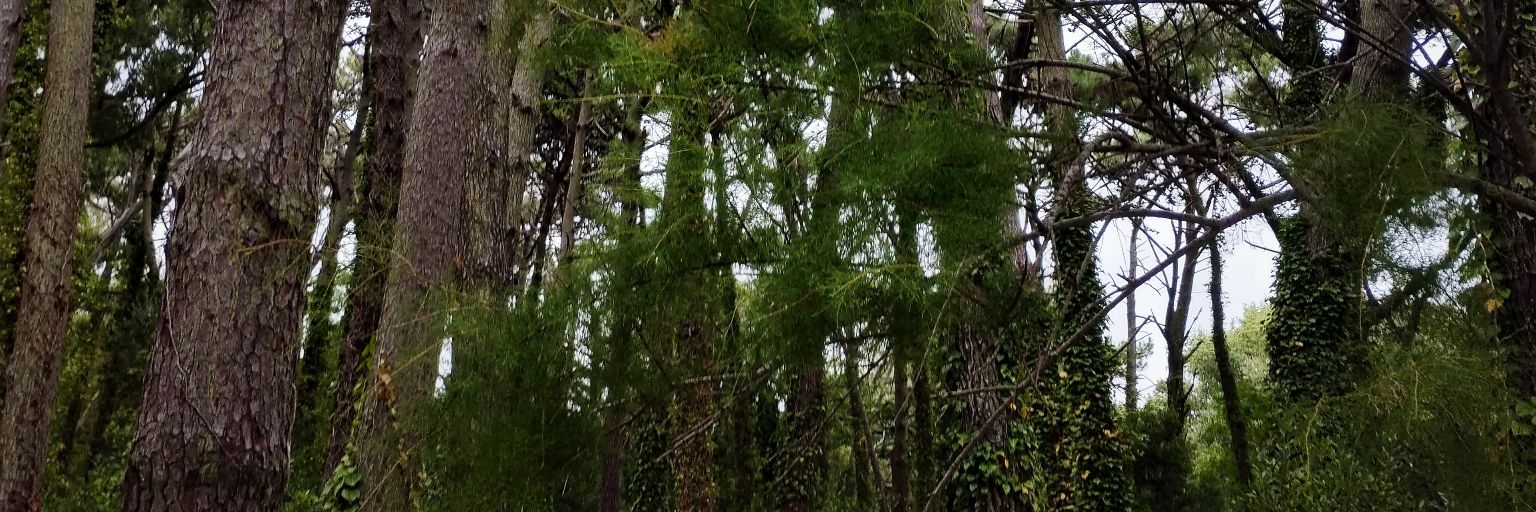 pricanale02's profile banner image